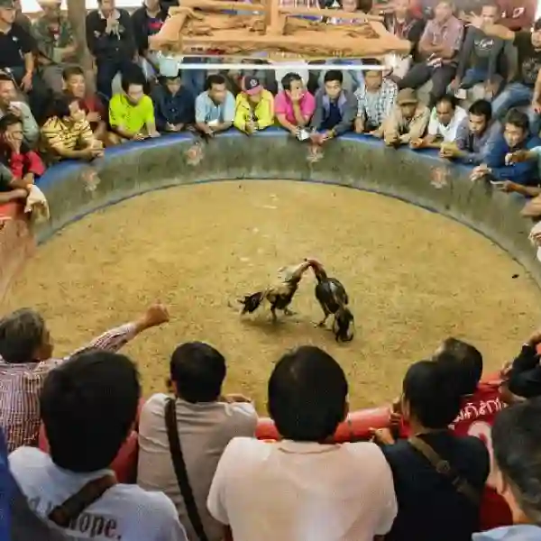 Mengenal Ayam Pakhoy, Si Petarung Tangguh di Arena